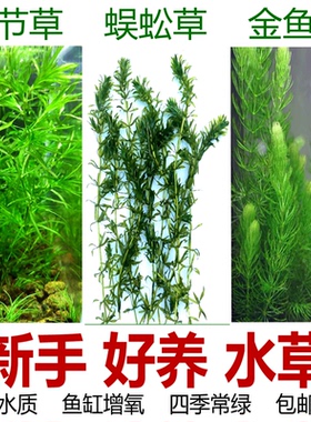 金鱼藻蜈蚣草小竹节水芹生态鱼缸新手鱼草缸真水草绿植物装饰造景