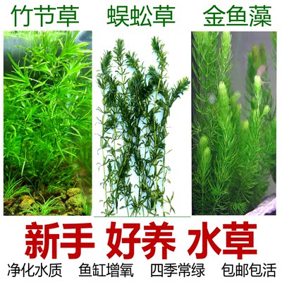 小鱼缸造景草新手水草鱼草缸植物