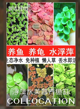 圆心肚兜萍水芙蓉养鱼缸养乌龟生态鱼草缸造景真水草浮水绿植物活