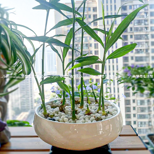 禄根花盆中式禅意风大号水培植物陶瓷花盆大口径水养专用盆缸器皿