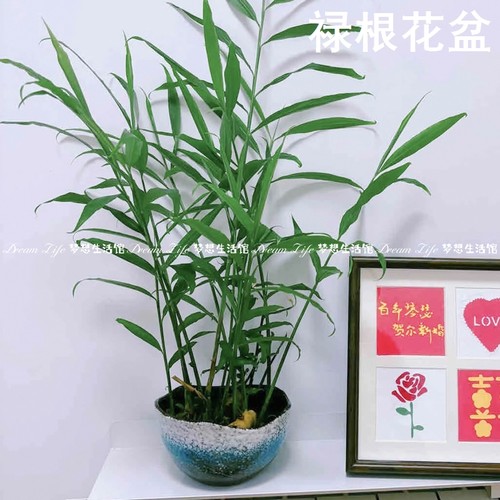 禄根花盆大口径生姜专用水培陶瓷铜钱草睡莲金钱草水仙花盆无孔