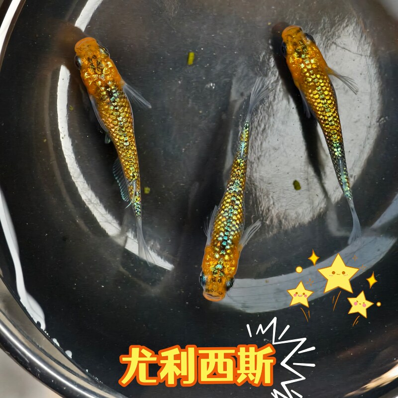 观背青鳉尤利西斯星光广温鱼好养