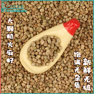 笃特宠物新鲜生料火麻子鹦鹉鸟粮小太和尚凯克日常互动奖励零食