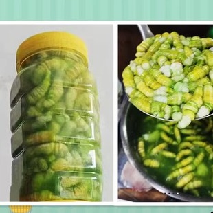 连云港特产 灌云豆丹新鲜豆虫青虫自然小吃 冷冻青果豆丹肉750克