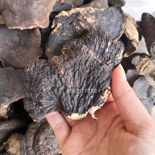 薄树灵芝孔菌整枝可切片500克