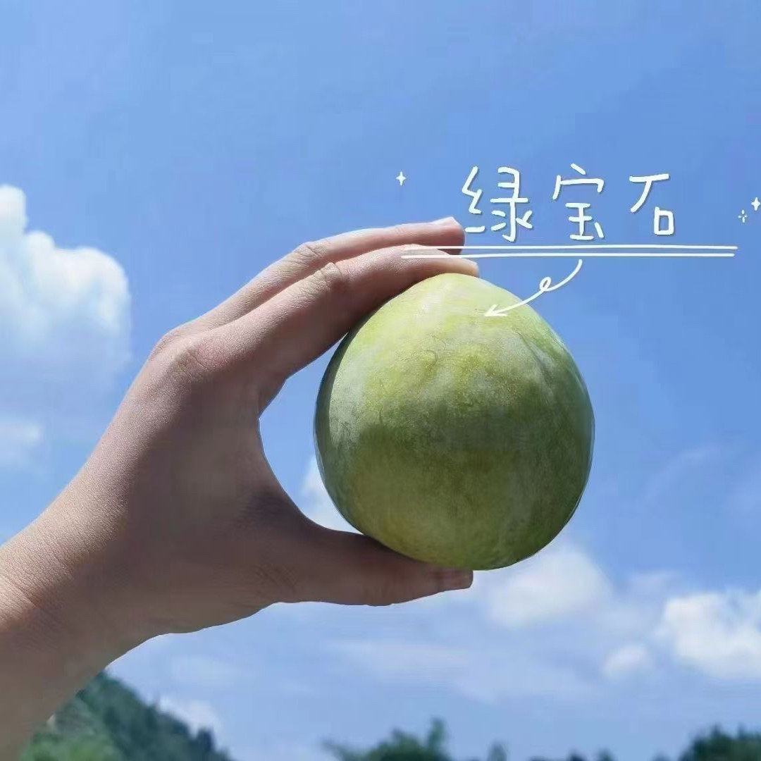 超好吃广东韶关九峰山正宗翡翠奈李绿宝石青奈儿脆甜多汁纯甜无酸