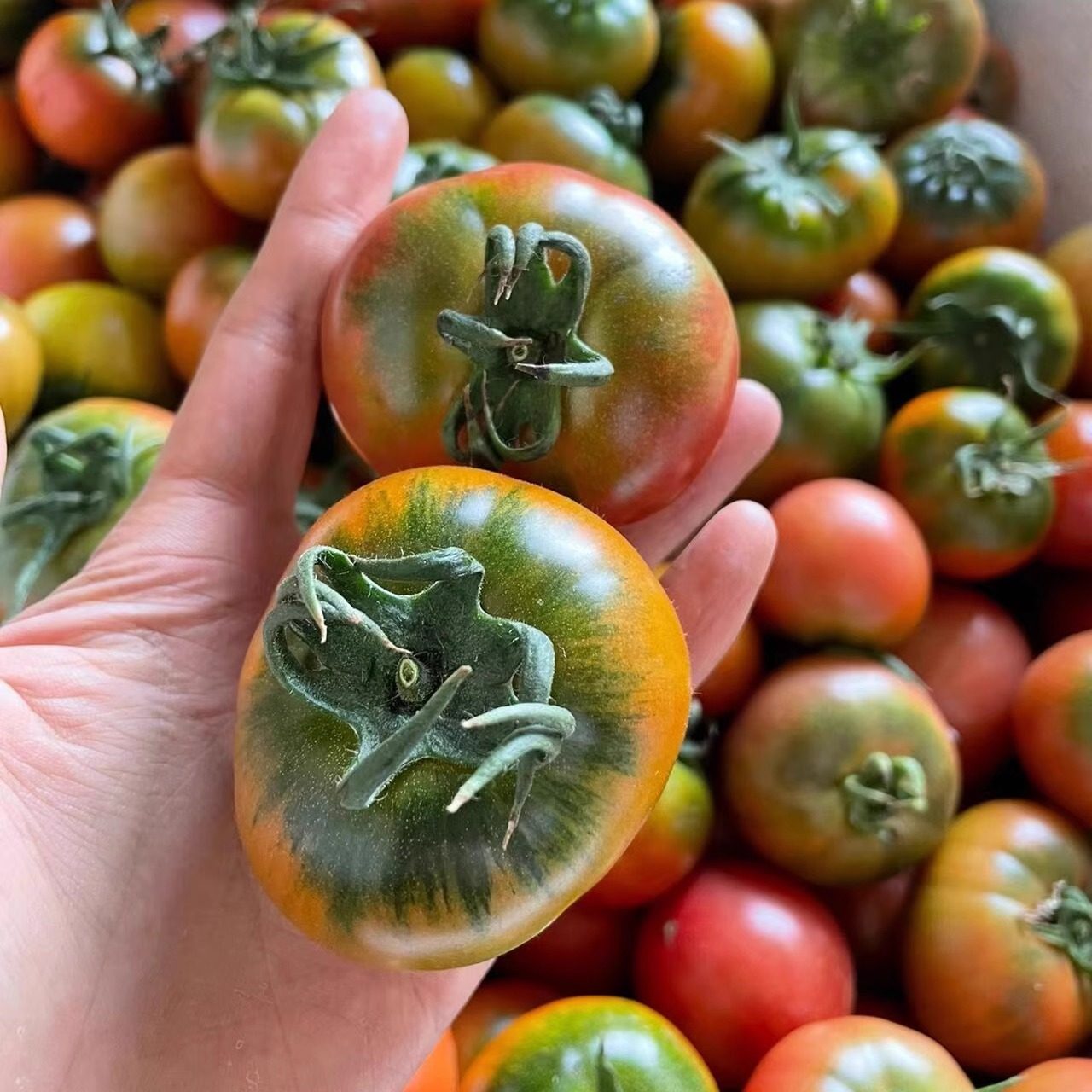 青岛杠六九草莓西红柿大绿腚碱地柿子新鲜西红柿自然熟可生吃番茄,水产肉类/新鲜蔬果/熟食,番茄,淘宝优惠券,粉丝福利购,淘宝优惠卷