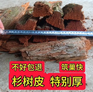 胡蜂筑巢材料杉木树皮黄脚红娘王马蜂养殖专用朽木5斤包邮红桉树