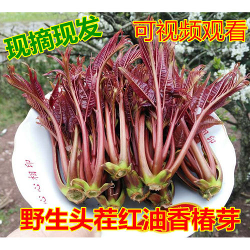 2026露天头茬红油香椿芽包邮
