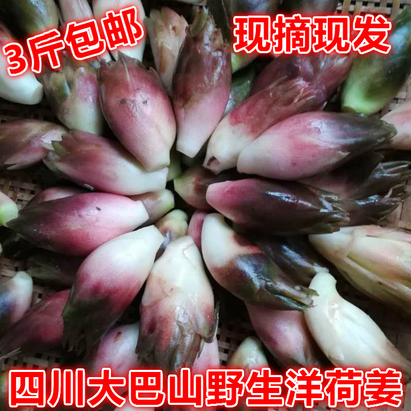 四川野外阳荷姜新鲜洋荷姜藿荷茗其它