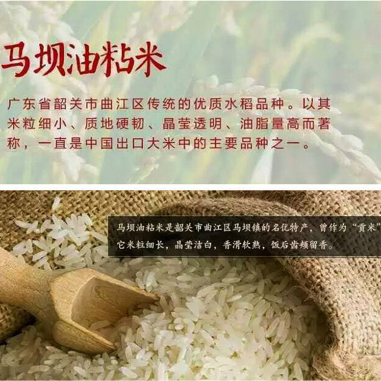 广东本地马坝油粘米30斤正宗韶关农家大米自种无抛光2023今年新米