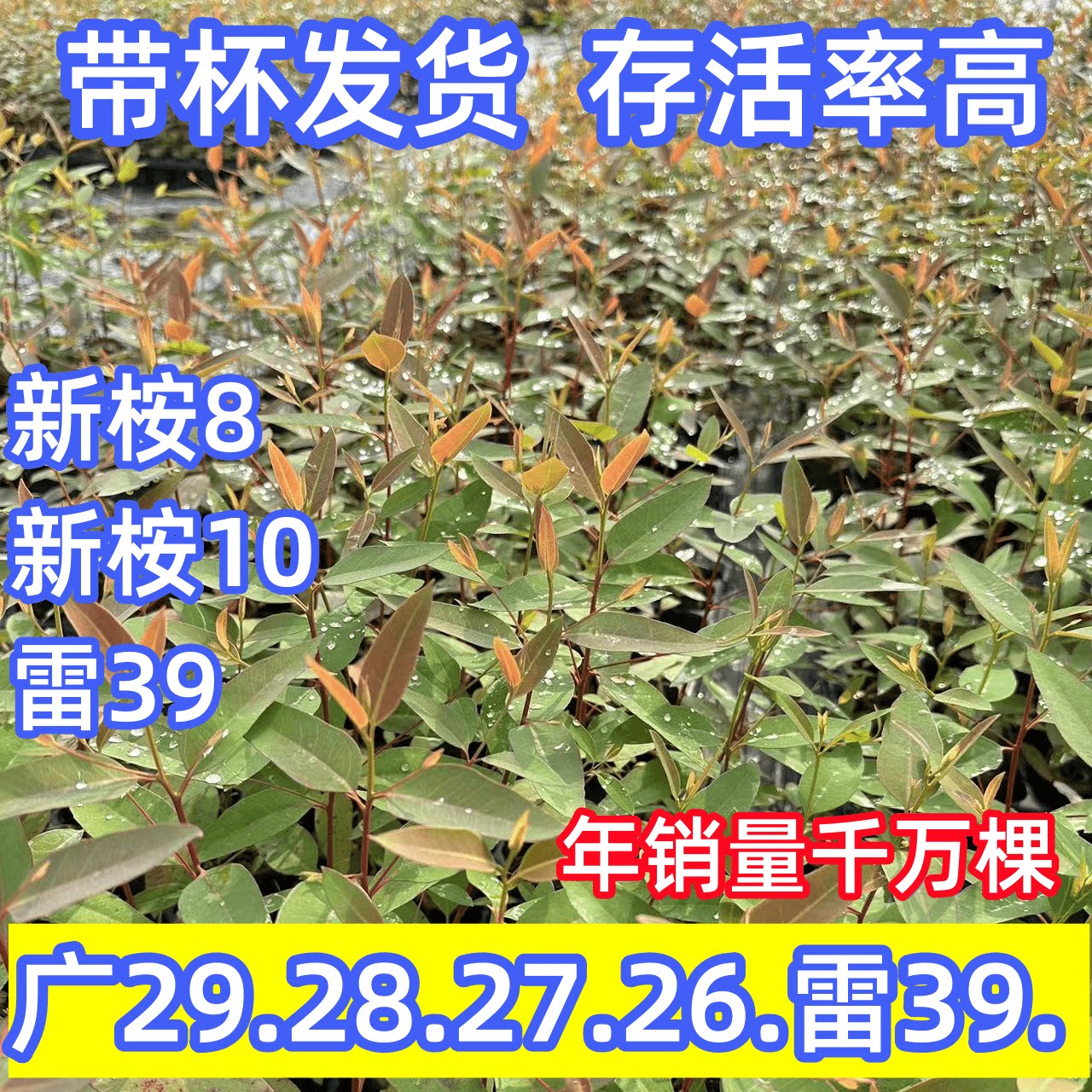 速生桉树苗雷39正宗快速丛林大叶桉树苗经济园林