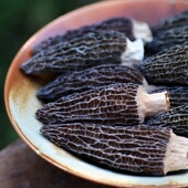 四川头茬大朵羊肚菌菇煲汤料炖鸡炖排骨鲜香肉厚无硫零添加包剪柄