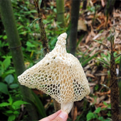 四川无硫长裙竹荪干货近野生菌菇汤料炖鸡煲汤炖排骨包鲜香爽脆滑