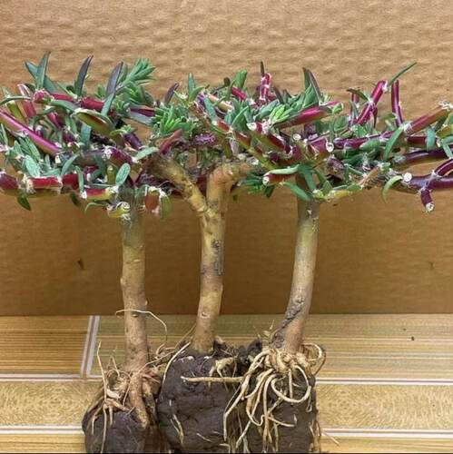 老桩玫红王重瓣太阳花耐晒耐热
