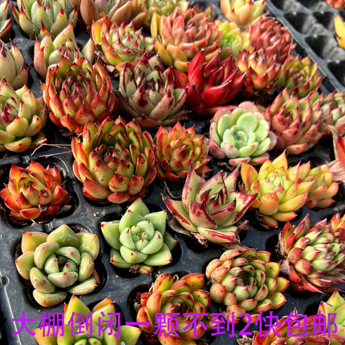 新手多肉组合盆栽乌木东云系高端贵货四季好养办公室内花卉防辐射