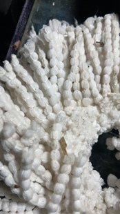 零下5度保温必拍多肉植物