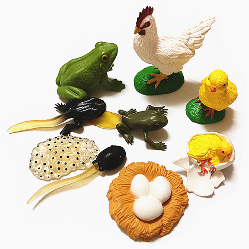 仿真动物生长过程模型蝌蚪青蛙蚂蚁蚊子公鸡海洋乌龟儿童教具玩具
