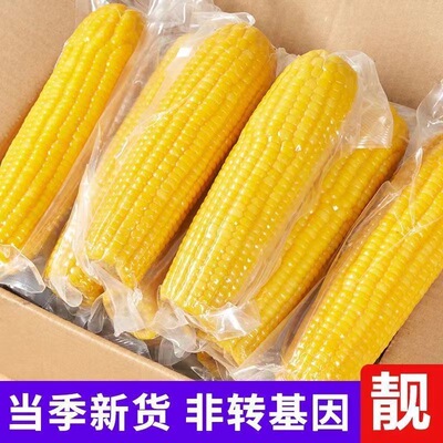 东北黄糯玉米10棒即食黑玉米新鲜真空装软糯香甜粘粗粮代餐包邮