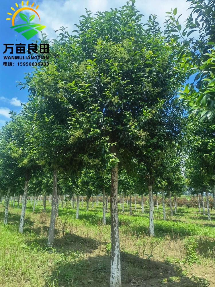 高杆大叶女贞树苗占地拆迁苗庭院行道大型耐寒四季常青风景女贞树