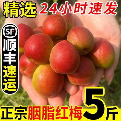 顺丰速发现摘新鲜青梅鲜果胭脂