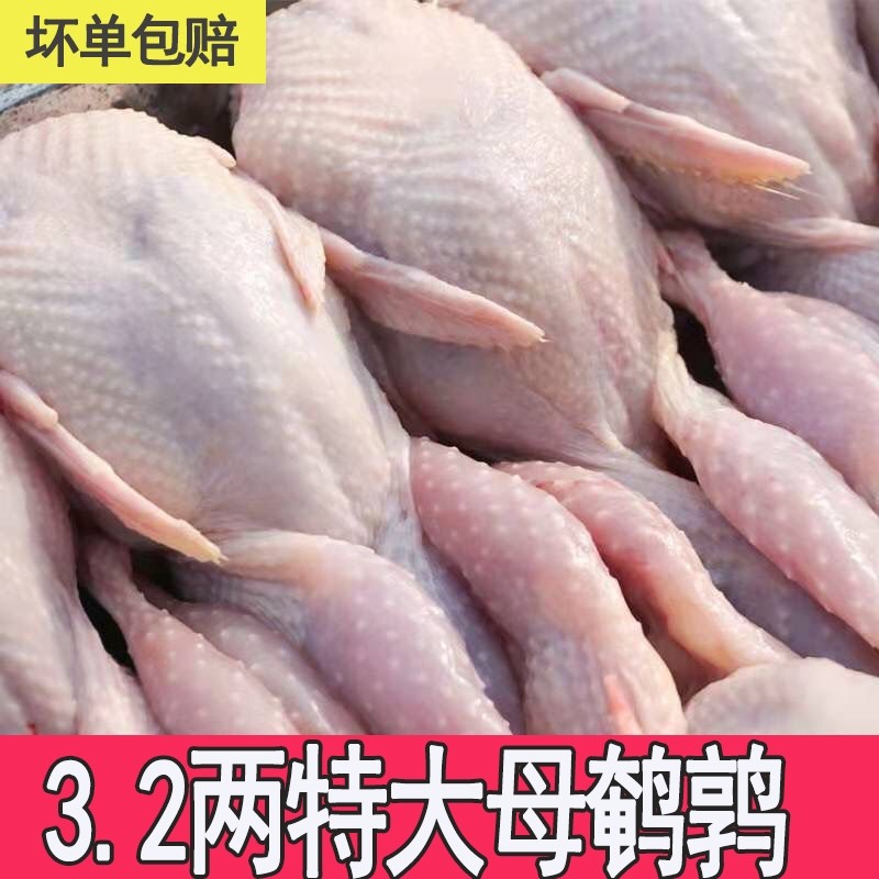 新鲜特大母鹌鹑鲜活现杀速冻白条鹌鹑非乳鸽鸟月子炖汤烧烤生骨肉,水产肉类/新鲜蔬果/熟食,其它生肉制品,淘宝优惠券,粉丝福利购,淘宝优惠卷