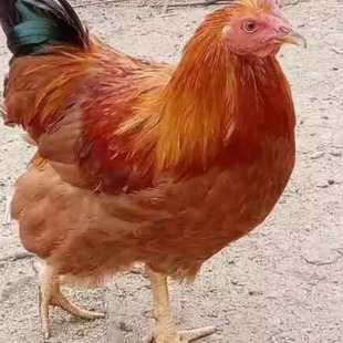 清远阳山散养本地鸡 月子鸡 鸡项