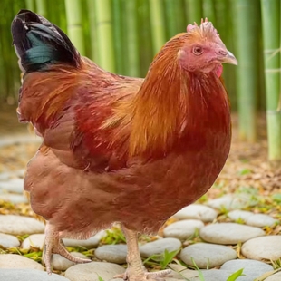 阳山鸡三黄鸡鸡项新年鸡拜年鸡靓鸡清远鸡小母鸡土鸡走地鸡