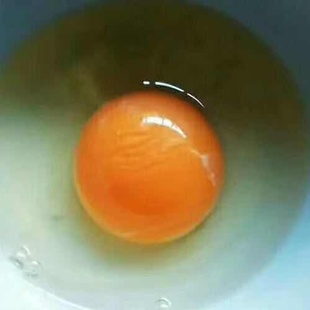 阳山山上散养放养鸡新鲜土无抗草本鸡蛋