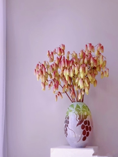 天灯鲜花室内水培小众稀有鲜切花云南基地直发