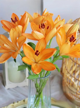 橙色梦想多头亚百合10支水养插瓶云南直发