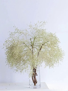 【全店两件空运】柔丝鲜切花可做干花