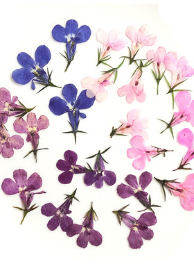 六倍利花头干花Dried flowers押花DIY手工滴胶手机壳香薰蜡烛花材