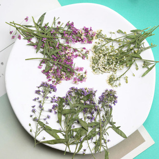 本色带枝香雪球 干花手工手机壳押花画书签相框 香薰蜡烛美甲材料