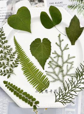 天然野生绿叶材料 真树叶植物标本幼儿园手工贴画diy滴胶干花压花
