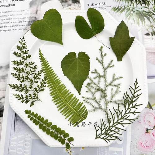 天然野生绿叶材料 真树叶植物标本幼儿园手工贴画diy滴胶干花压花