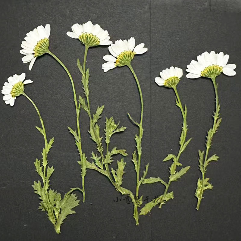带枝侧压晶菊 植物标本压花 滴胶手机壳书签幼儿园押花贴花画干花