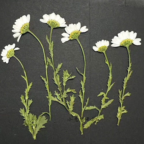 带枝侧压晶菊 植物标本压花 滴胶手机壳书签幼儿园押花贴花画干花