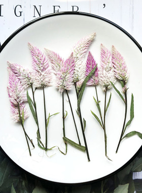 凤尾草 鸡冠花干花压花相框火漆贺卡书签团扇手工灯饰滴胶押花材