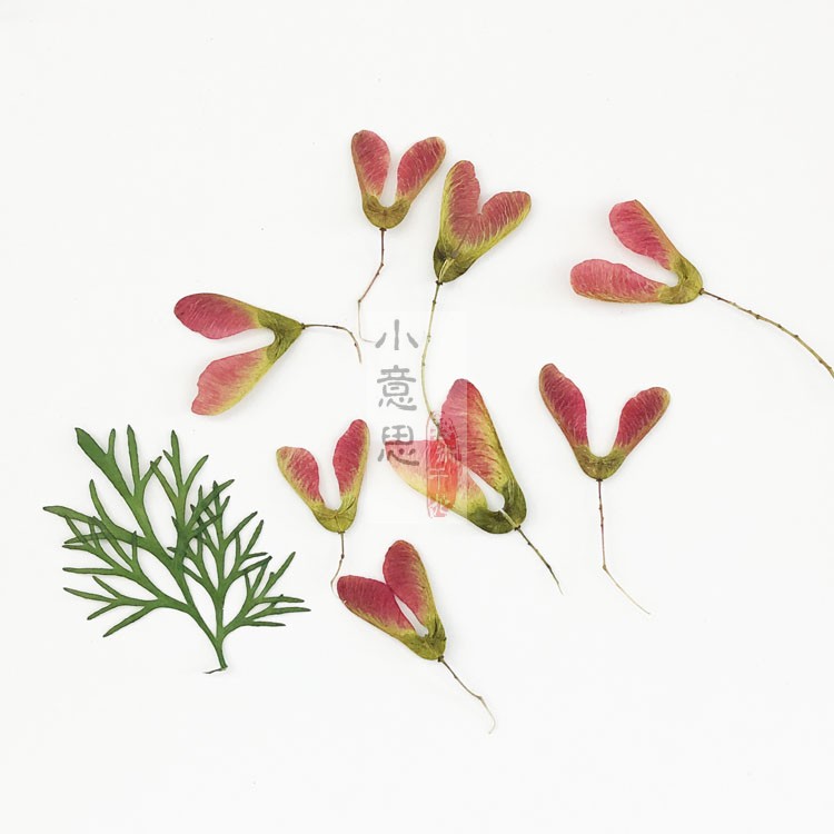 diy槭树植物标本滴胶相框干花图片