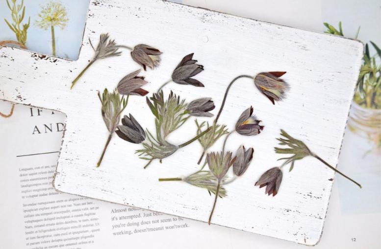 滴胶干花小意思手机壳白头翁相框