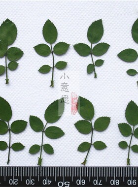 玫瑰叶 干草干花押花 真树叶压花滴胶手机壳diy 书签蜡烛植物标本