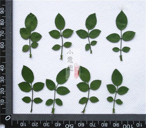 玫瑰叶 干草干花押花 真树叶压花滴胶手机壳diy 书签蜡烛植物标本