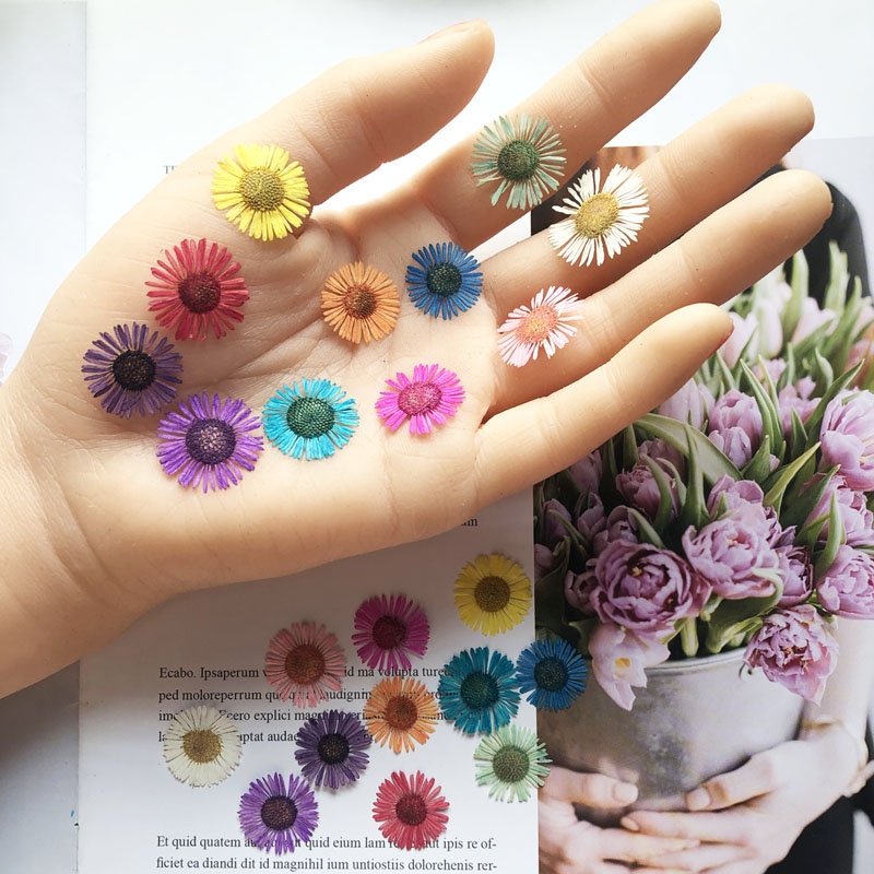 小飞蓬干花标本手工小意思