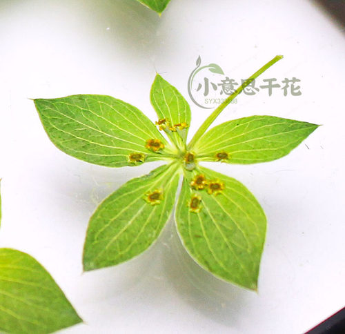 兔耳草叶上黄金植物标本滴胶手机壳书签压花相框贴画装饰押花干花