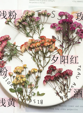 多头蔷薇月季小玫瑰干花押压花植物标本滴胶手机壳蜡烛贴相框贴画