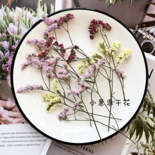 水晶草 小喇叭花手工diy押花材带枝叶子滴胶时光宝石材料干花压花