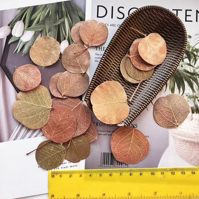 巴西树叶进口树叶特价