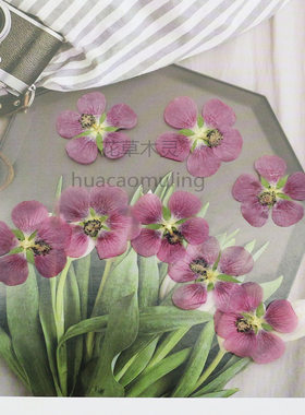 小意思标本干花滴胶饰品干花特惠