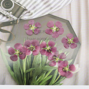 木槿花天然植物标本压花干花手机壳滴胶书签儿童台灯贴画装饰押花